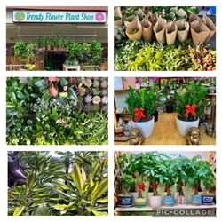 Rare Plants 20% OFF, regular plants, Get 1 Free