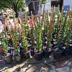 Texas  Privt  Plants 