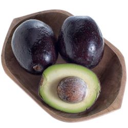 Mexicola Avocado Tree