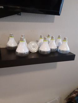 Electric Light Bulbs 💡