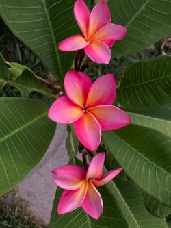 Plumeria