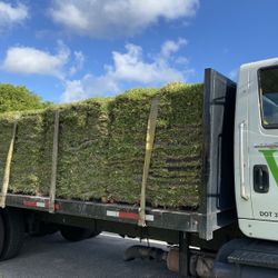 Fresh Cut To Order St Augustine Sod 