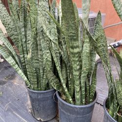 Snake Plant