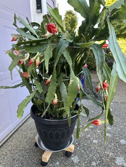 Orchid Cactus Plant 