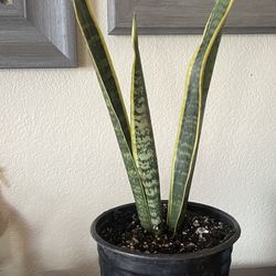 HERMOSAS PLANTAS NATURALES “SNAKE PLANT OR LENGUA DE SUEGRAS 