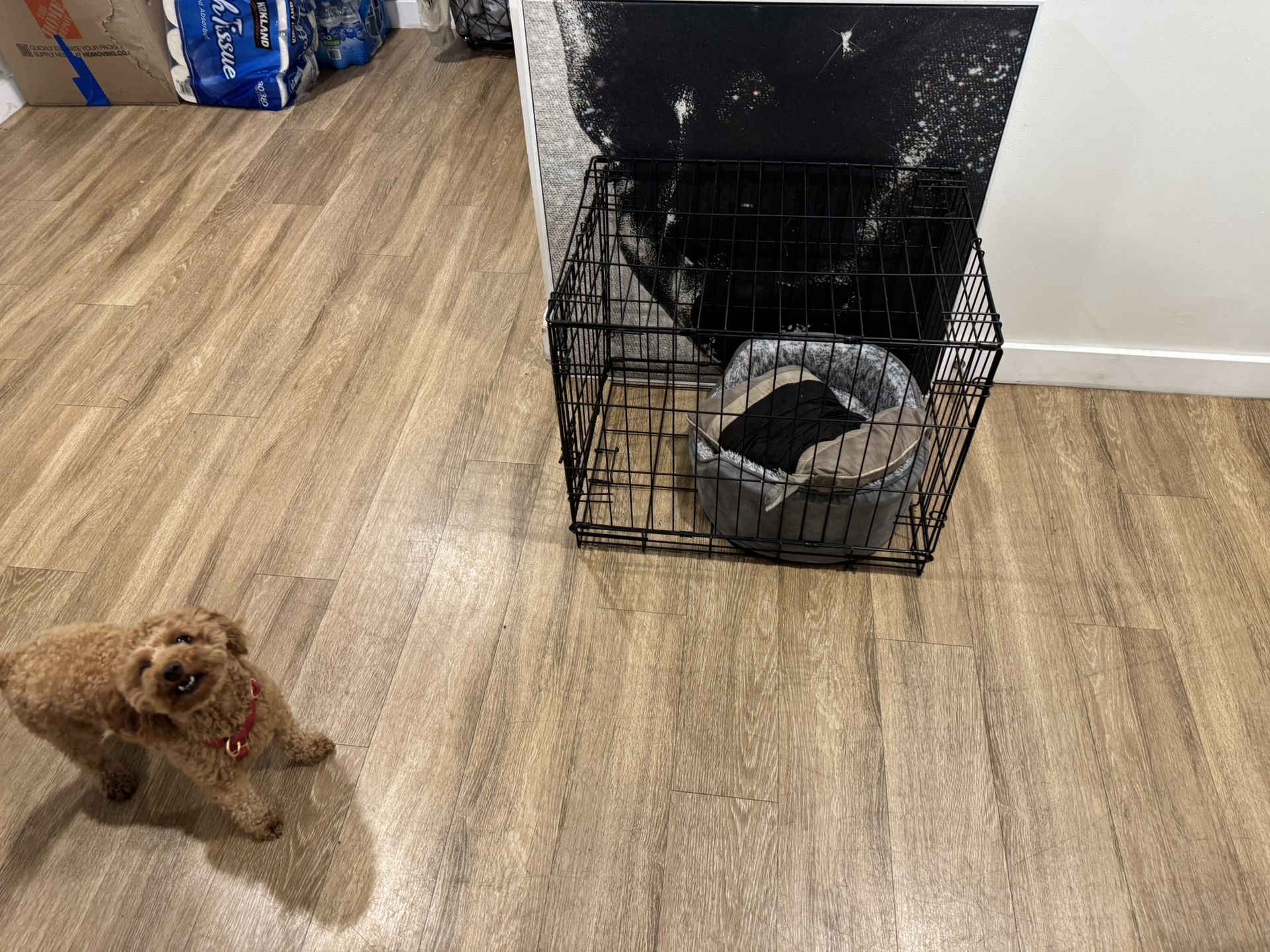 Dog Cage For Small Dogs