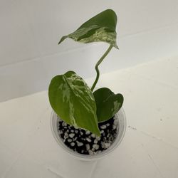 MONSTERA BULBASAUR