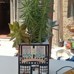 Succulent Arrangement