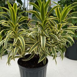 Son Of India Plant In 3gal 