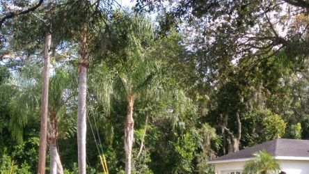 Tucker Tree Trimming