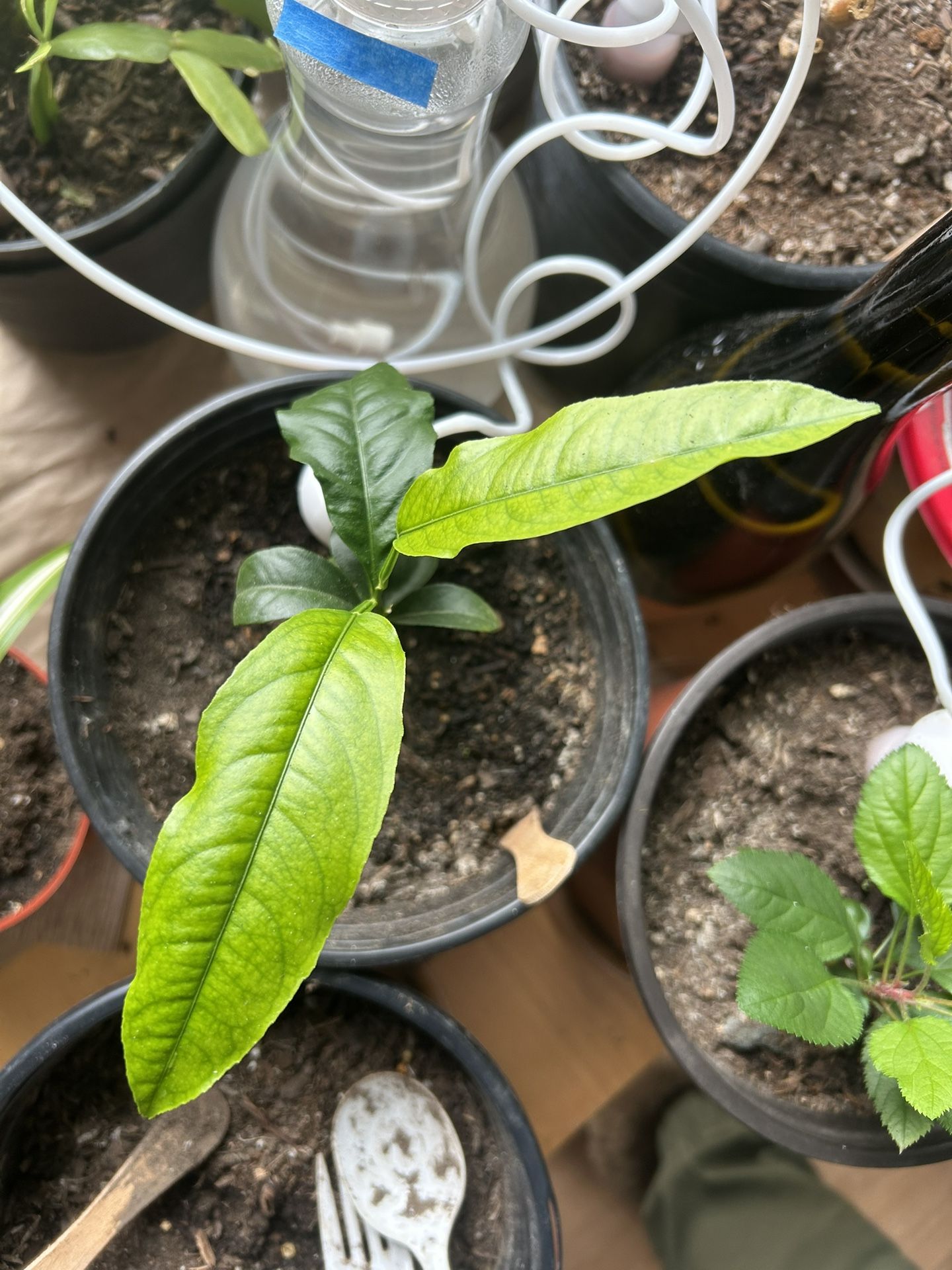 Lemon Tree Seedling