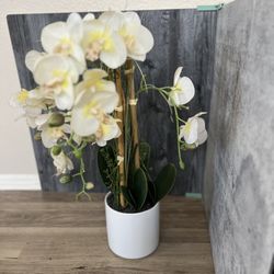 Fake Orchid plant  