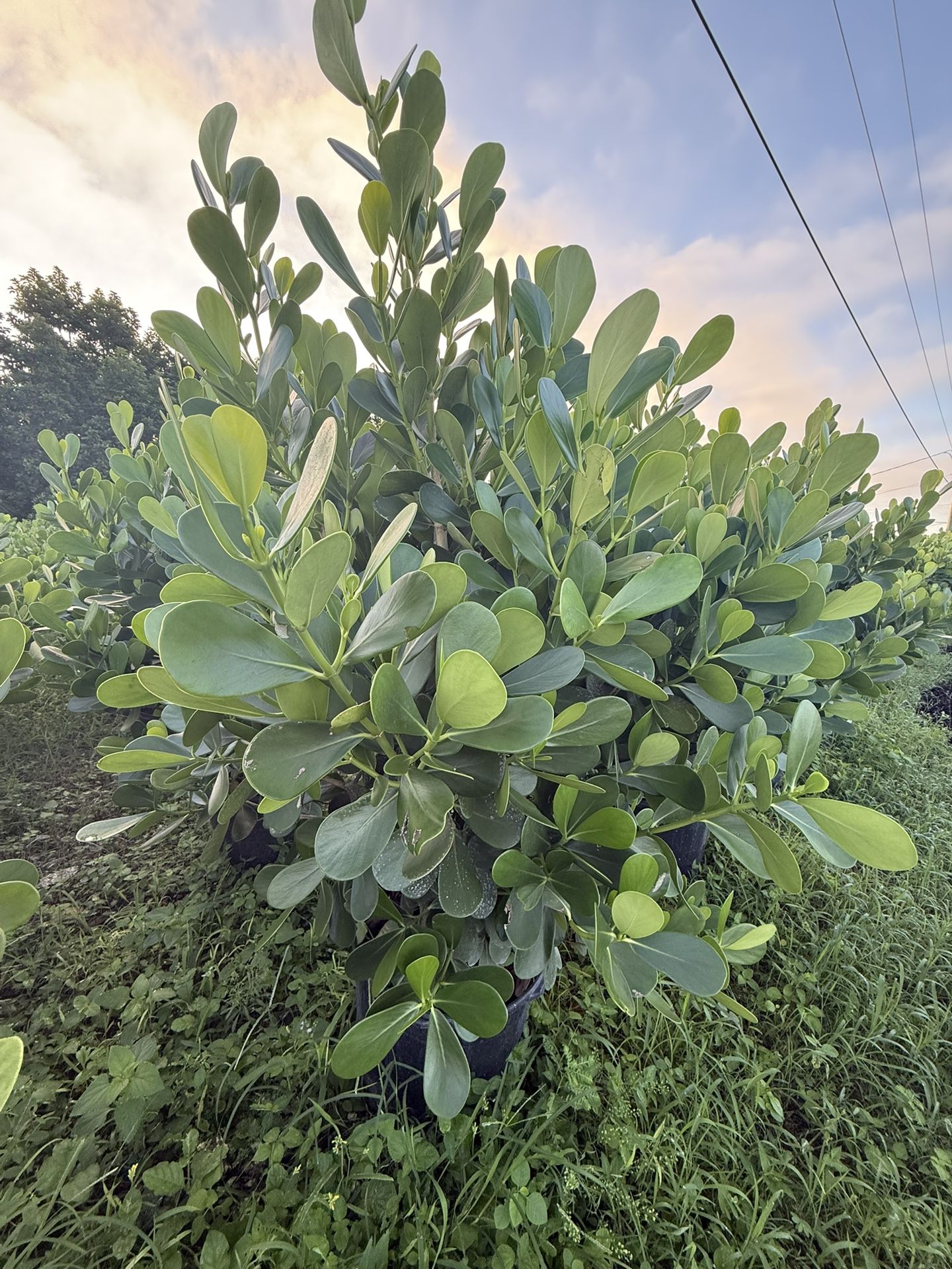 Spectacular 15-gallon clusia plants 4.5 to 5 feet tall
