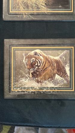 Hadley Collection Tigers