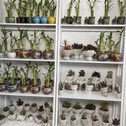 Succulent Plants-Lucky Bamboo Plants ($5 each )