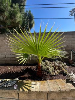 Fan Palm Tree