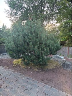 Free Tree