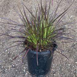 Purple Fountains Grass 5 Gallon Plant