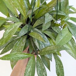 Hoya Publicalyx Splash Plant 6" Pot - Indoor House Plants 