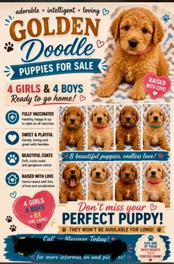 Golden doodle