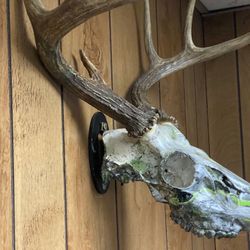 European Skull Mount Hanger *2/pkg*