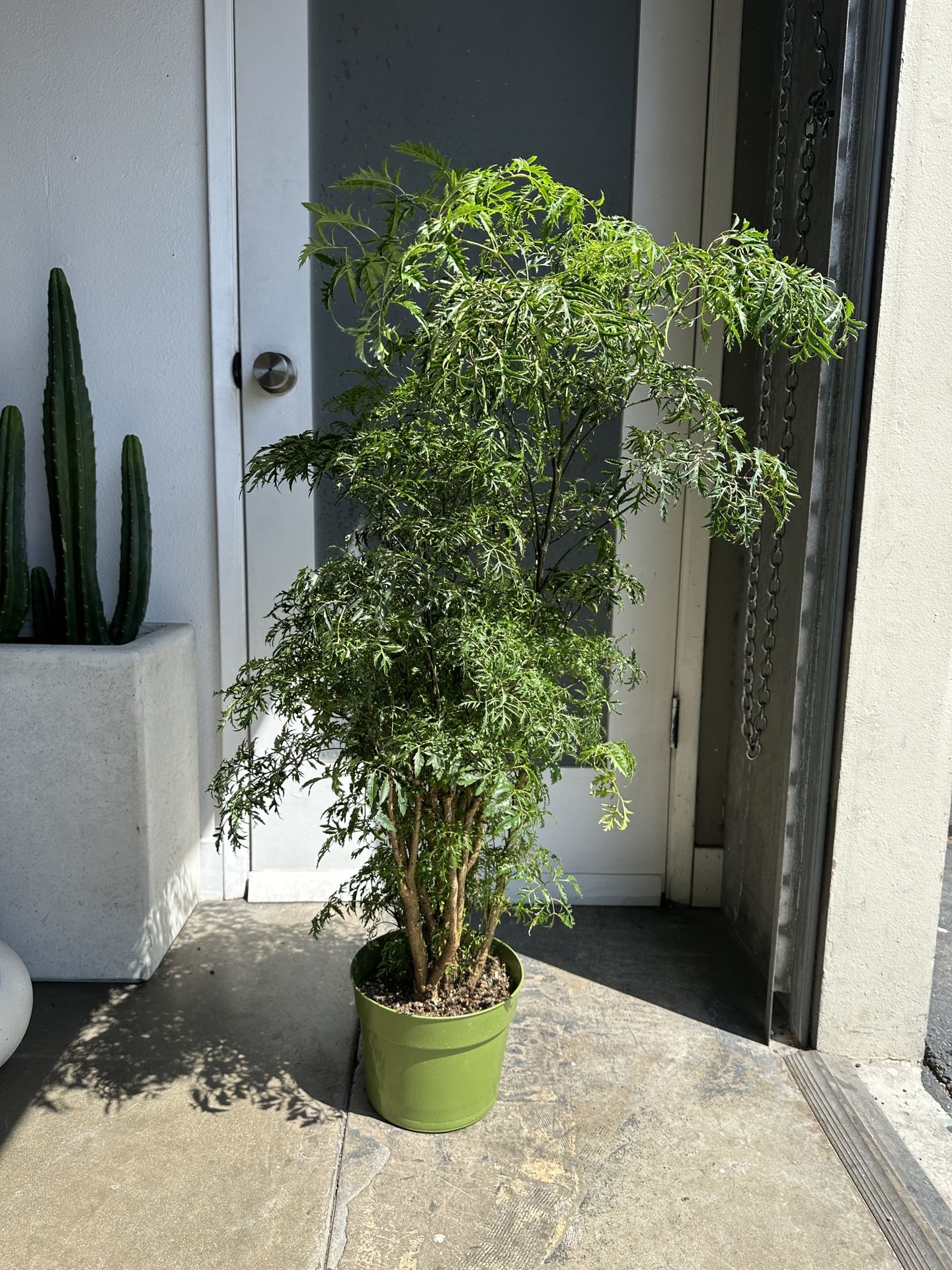 Aralia Ming Stump Polyscias Fruticosa (8” Pot)