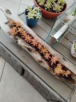 Driftwood w succulent