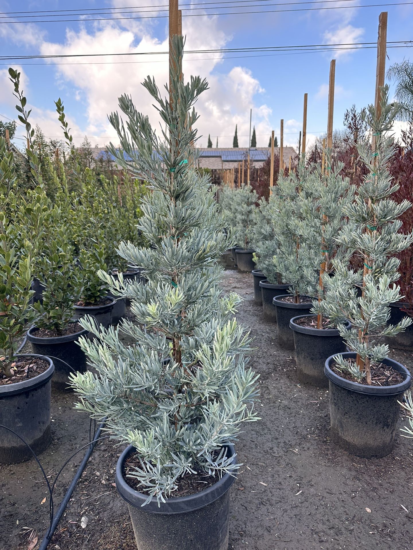 Icee Blue Podocarpus Hedge