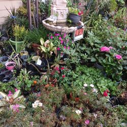 Great Selection Of Variuos Flowers And Plants
