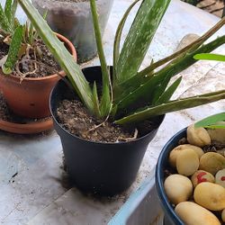Healthy Rooted Aloe Pups / Plants