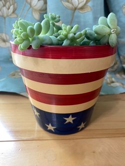 Burro’s Tail succulent