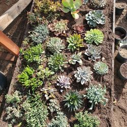 Succulents 