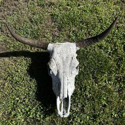Cow Skull
