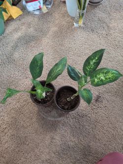 Dieffenbachia Starter Plants – Set of 2