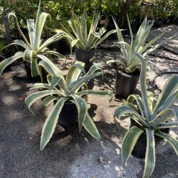 Agave One Plant $30 Firm Price