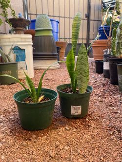 SNAKE PLANT