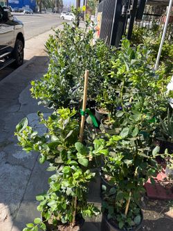 VARIETY OF BLUEBERRY TREES w FRUIT