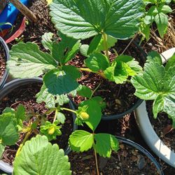 Strawberry  Plants