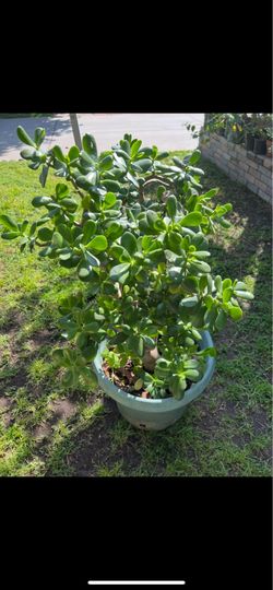 Jade Plant