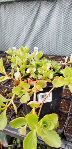 Perennial ground cover Sedum spurium green plants
