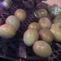 Button Quail Eggs