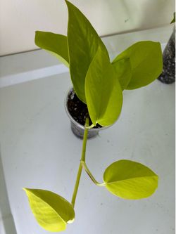 Neon Pothos