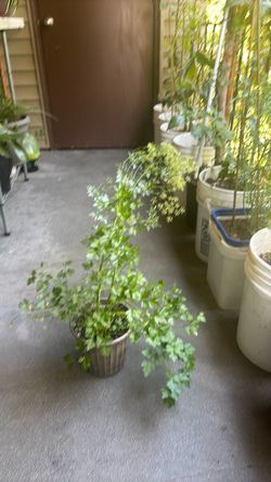 Parsley plant