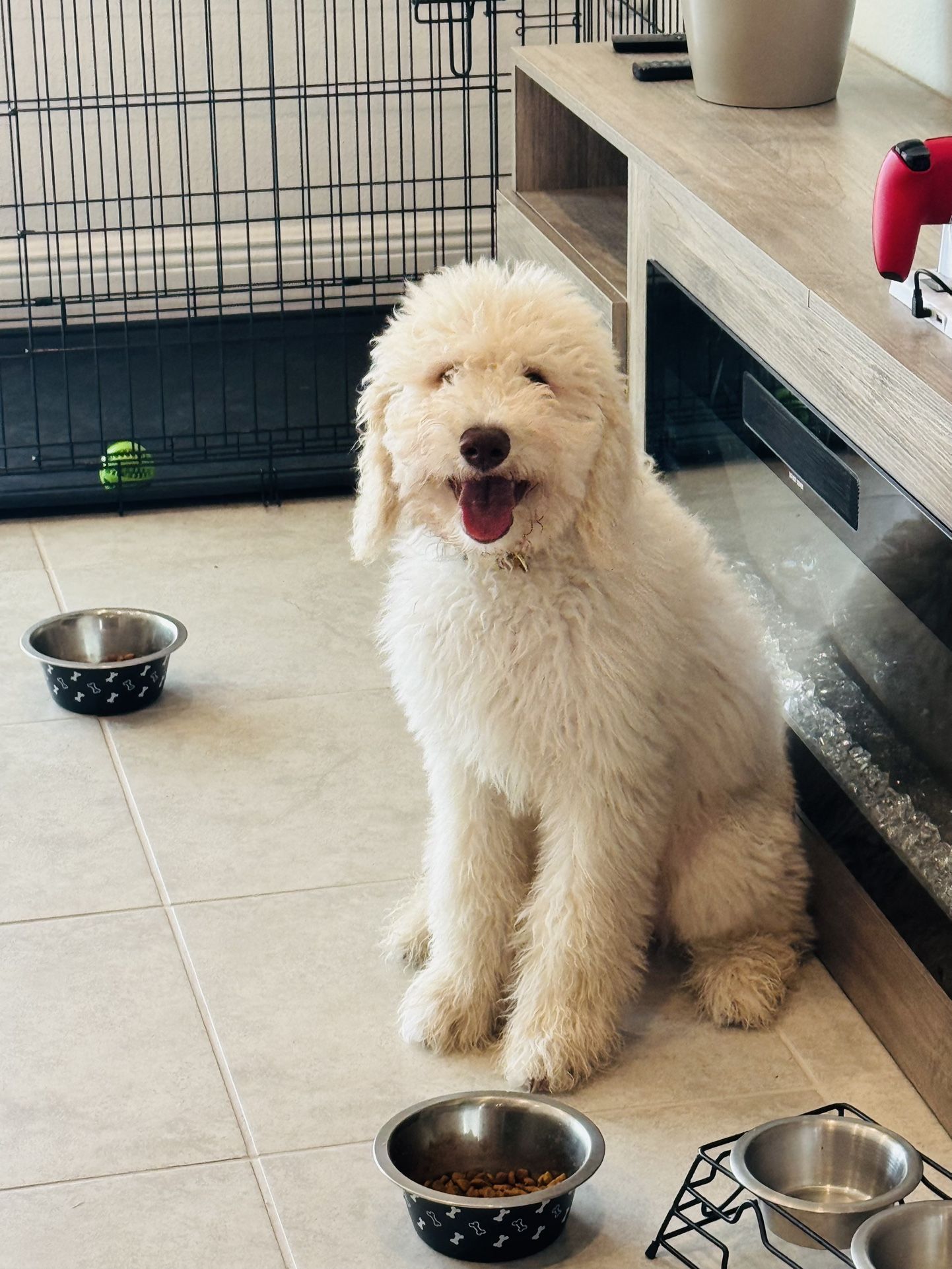 Golden Doodle