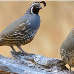 California Quail Eggs 