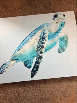 Turtle Picture