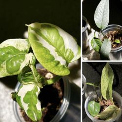 Three Rare Different Plants For $10