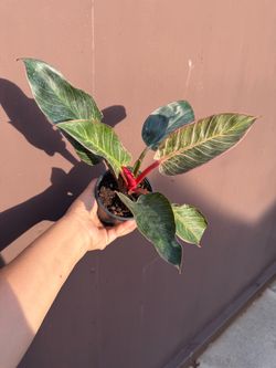 4” pink birkin philodendron