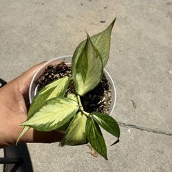 Hoya Polyneura Inner Variegated