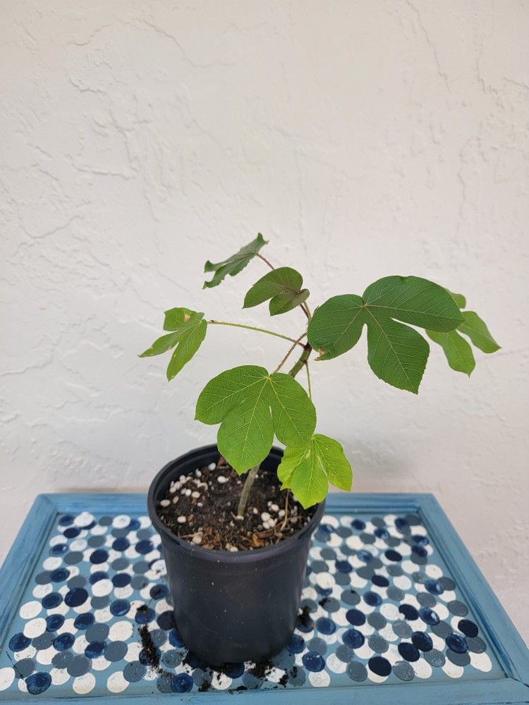 Jatropha Plant 